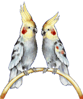 Parakeet bird graphics
