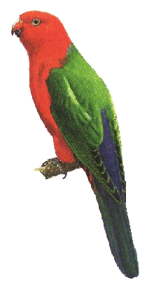 Parakeet bird graphics