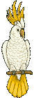 Parakeet bird graphics