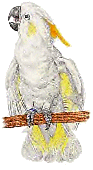 Parakeet bird graphics