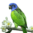 Parakeet bird graphics