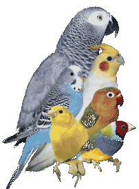 Parakeet bird graphics