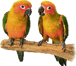 Parakeet bird graphics