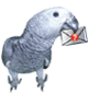 Parrot bird graphics