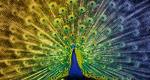 Peacock bird graphics