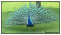 Peacock bird graphics