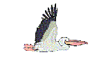 Pelican bird graphics