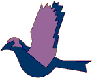 Pigeons bird graphics