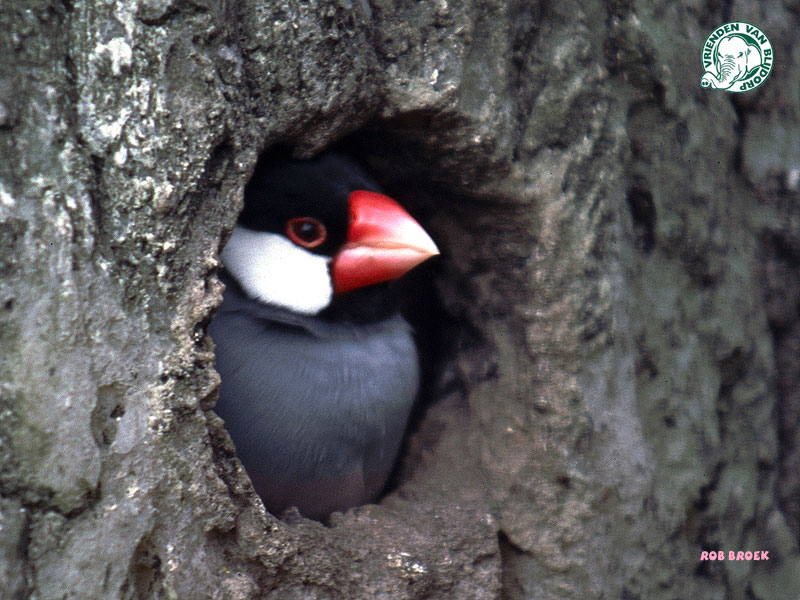 Rice bird