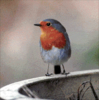 Robin bird graphics