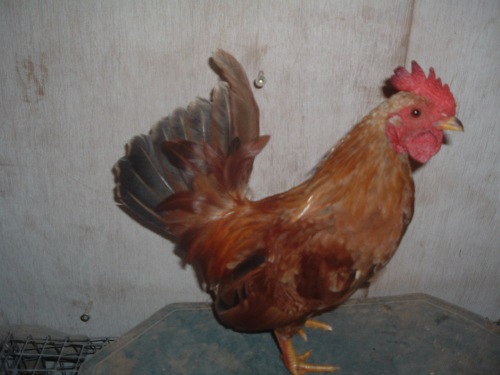 Serama chicken