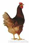 Serama chicken bird graphics