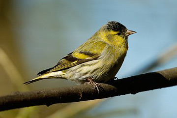 Siskin