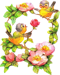 Siskin bird graphics