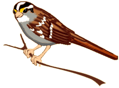 Sparrows bird graphics