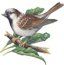 Sparrows bird graphics