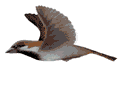 Sparrows bird graphics