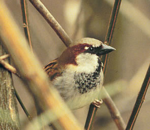 Sparrows