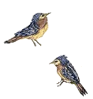 Sparrows bird graphics