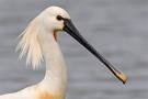 Spoonbill bird graphics