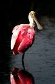 Spoonbill