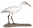 Spoonbill