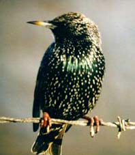 Starlings bird graphics