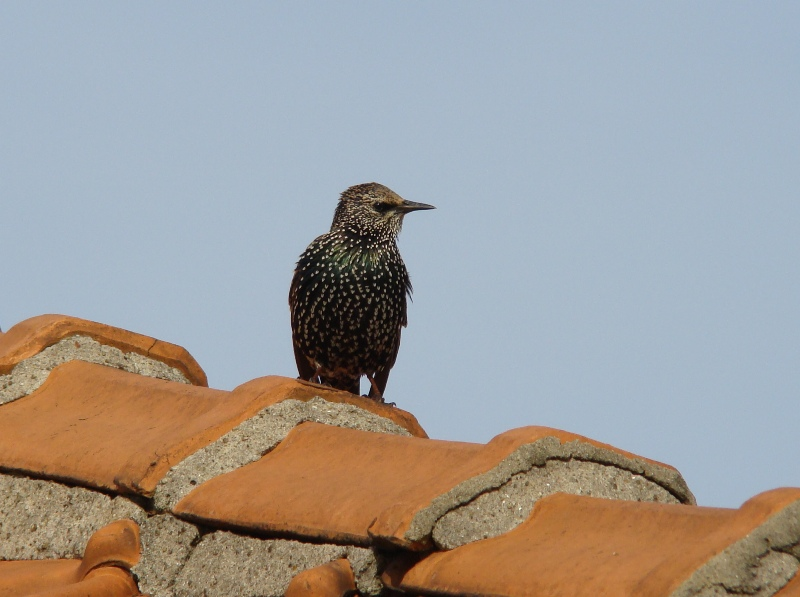 Starlings bird graphics