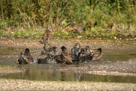 Starlings bird graphics