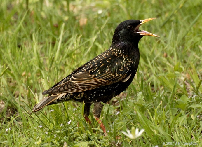 Starlings bird graphics