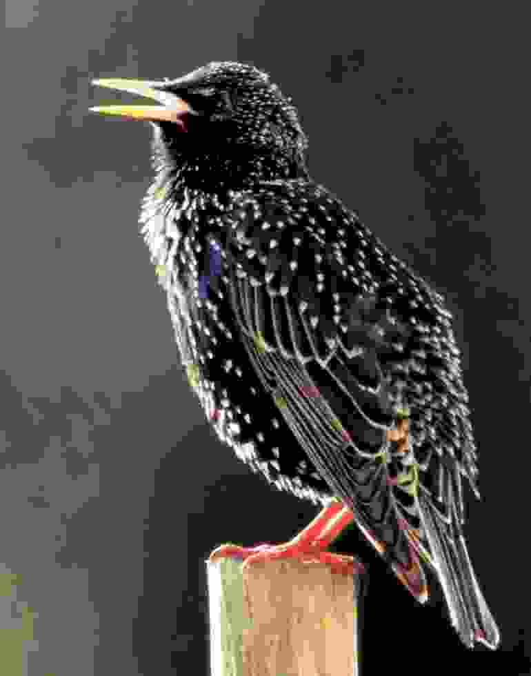 Starlings bird graphics