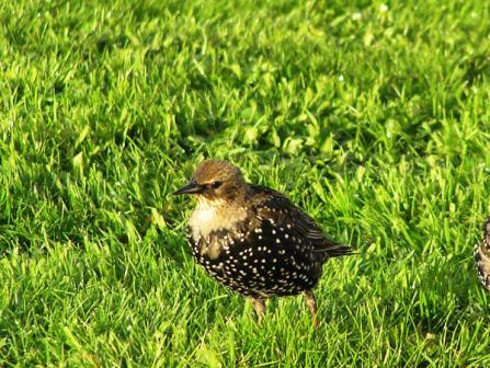 Starlings bird graphics