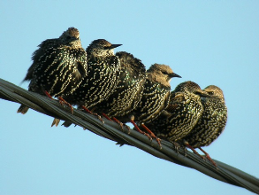 Starlings bird graphics