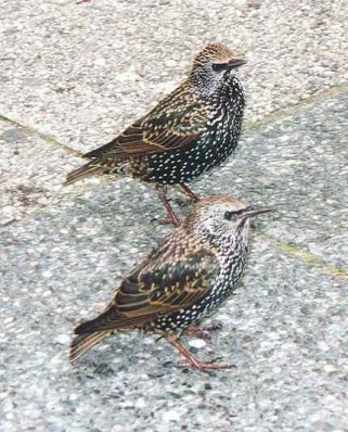 Starlings bird graphics