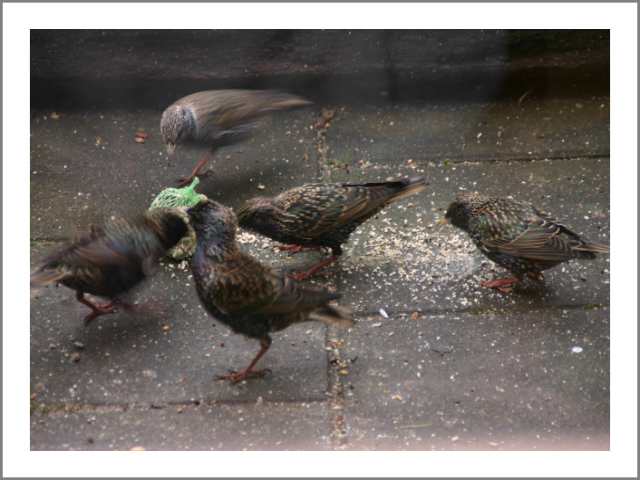 Starlings