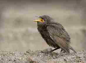 Starlings