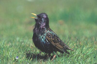 Starlings bird graphics