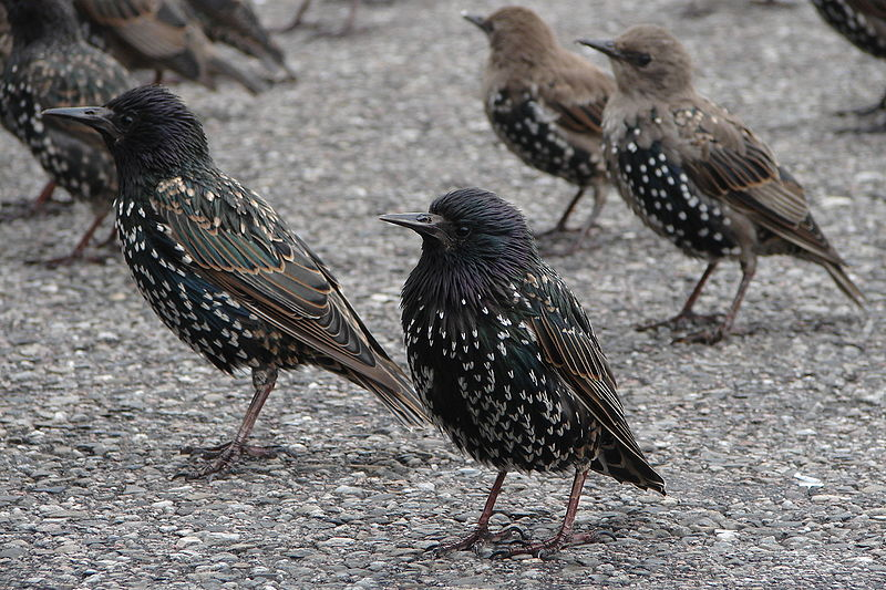 Starlings bird graphics