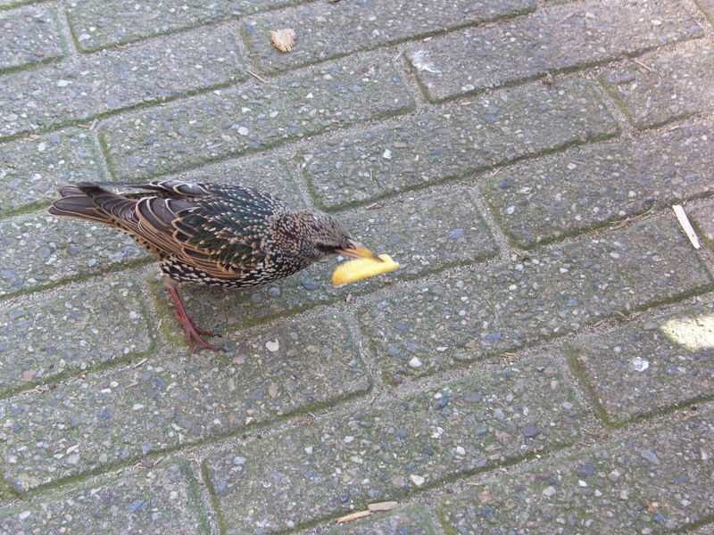 Starlings