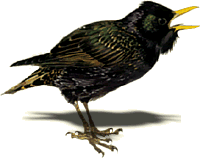 Starlings bird graphics