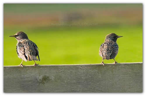 Starlings bird graphics