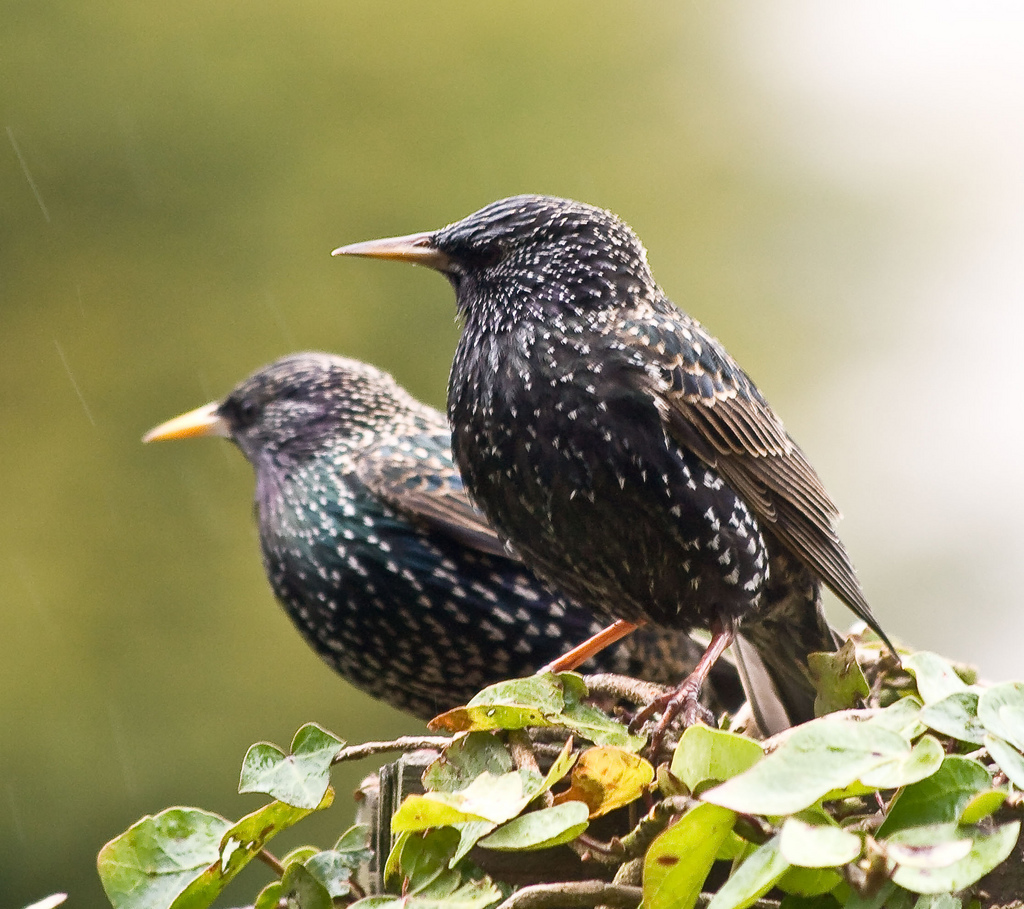 Starlings bird graphics