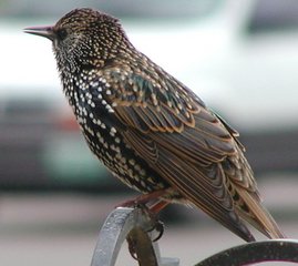 Starlings bird graphics