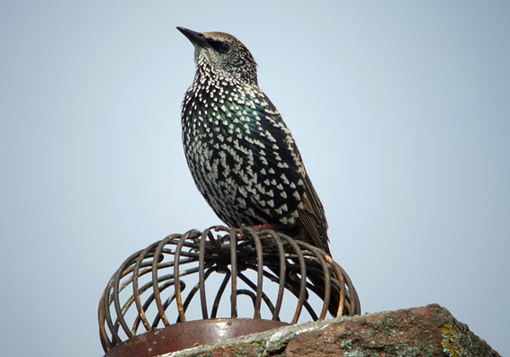 Starlings bird graphics