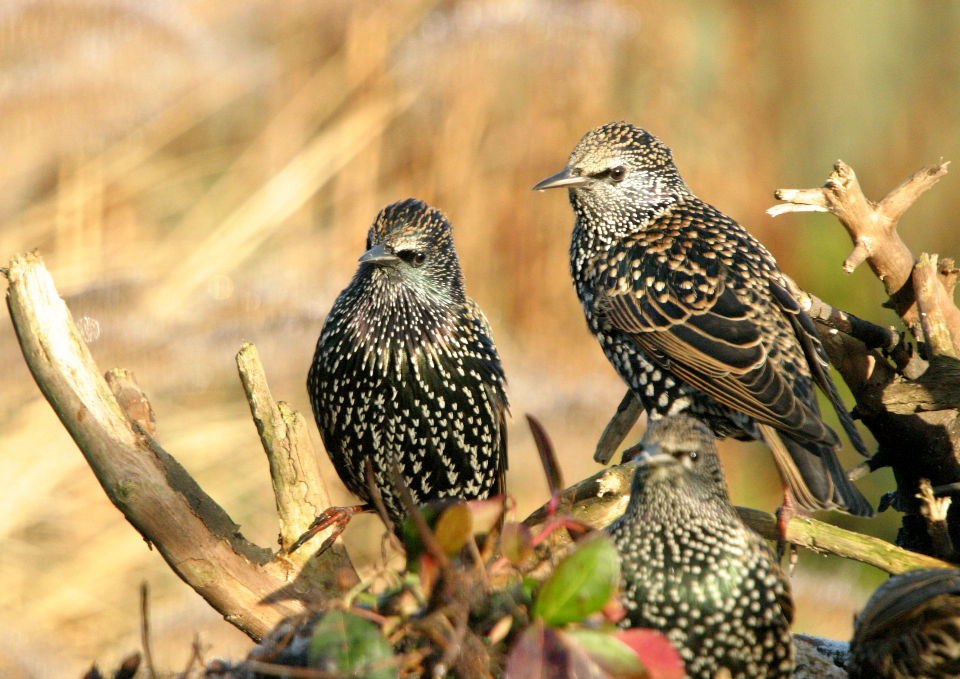 Starlings bird graphics