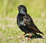 Starlings bird graphics