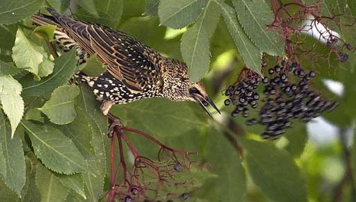 Starlings bird graphics