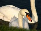 Swans