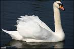 Swans