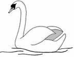 Swans bird graphics